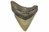 Serrated, Fossil Megalodon Tooth - North Carolina #245773-1